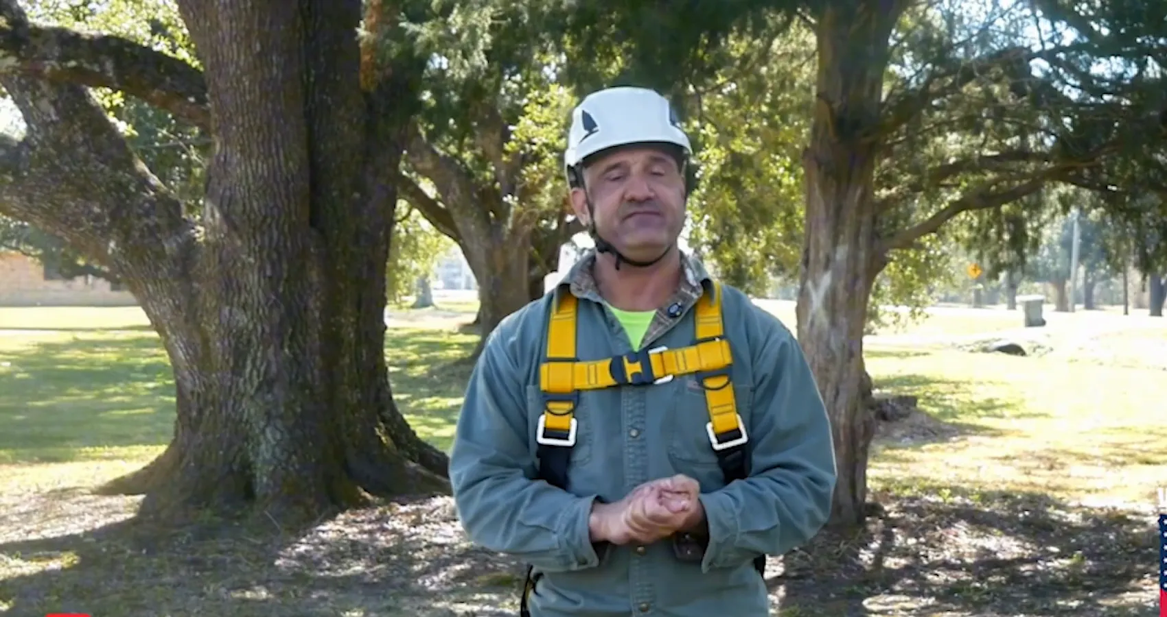 Arborist beneath mature Louisiana live oaks