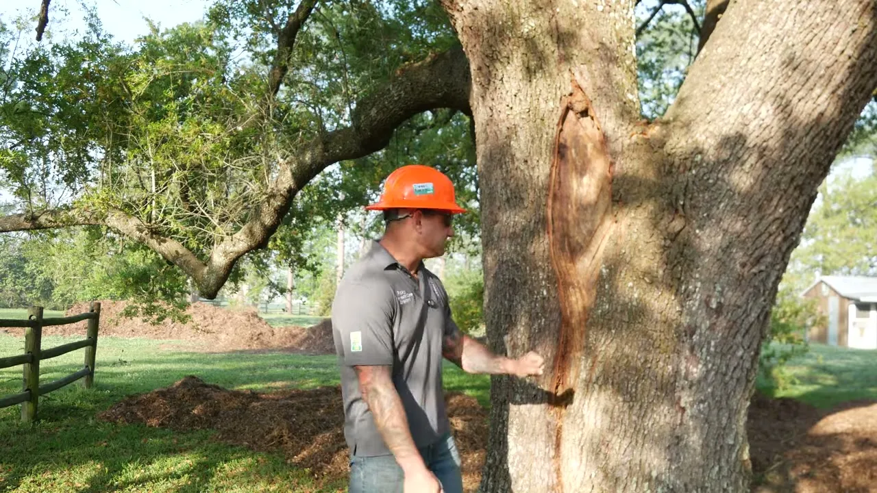 Arborist diagnosing damage on a live oak trunk